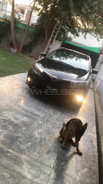 Toyota Corolla 2014 for Sale in Peshawar Image-1